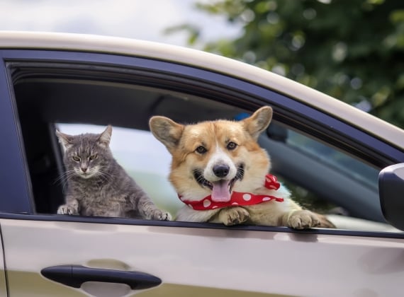 Cat and Dog in a Vehicle